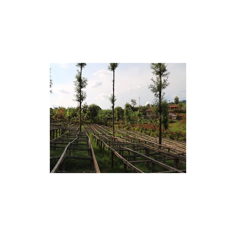 The Miners Rwanda Mwito 250g